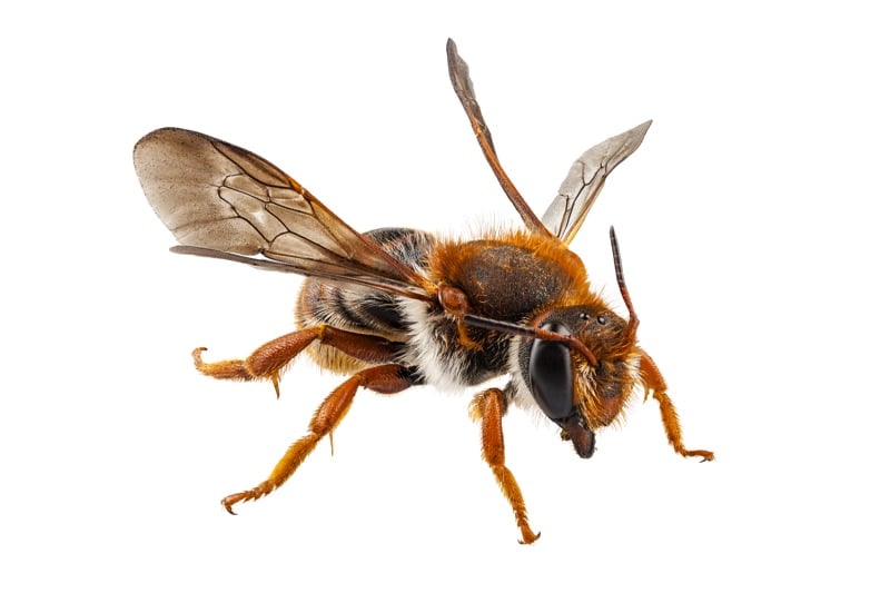 mason bees