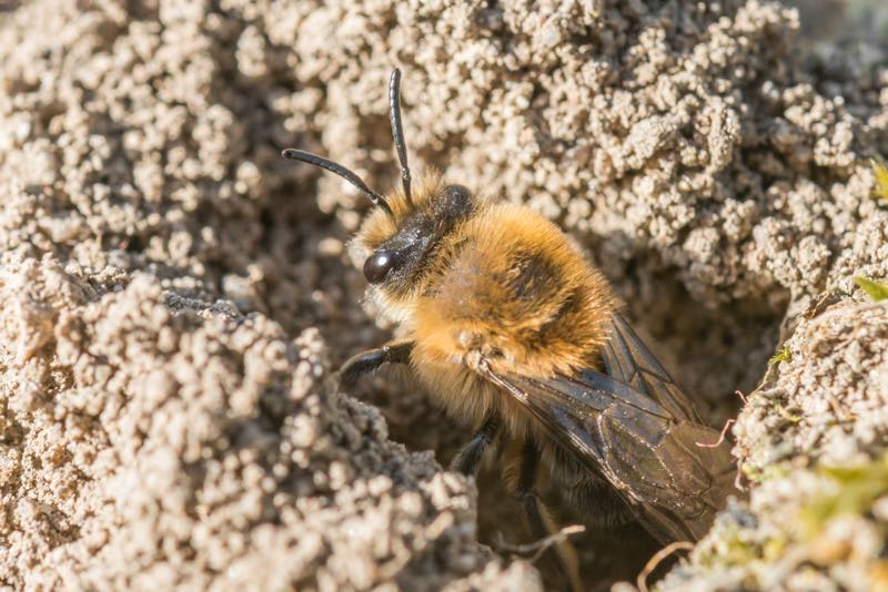 mining bees