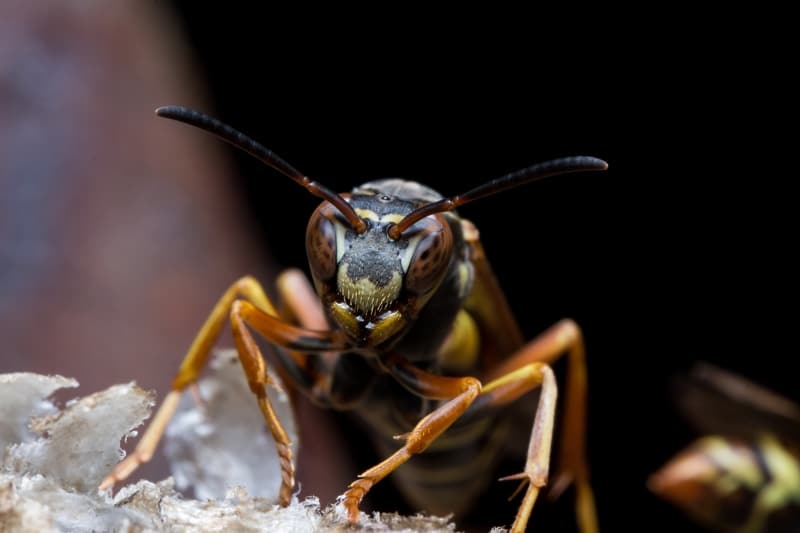 paper wasps