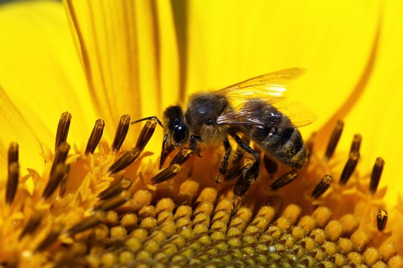 plasterer bee