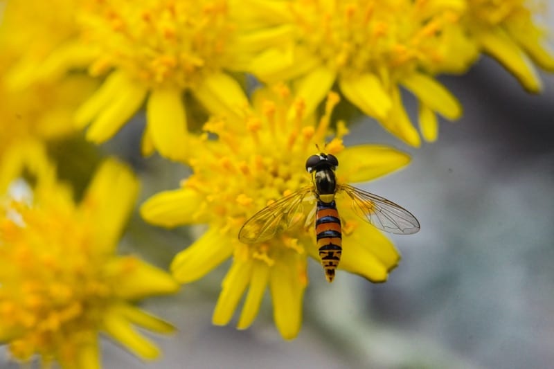 pollen wasp