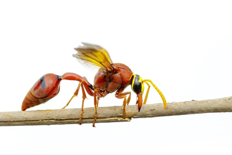 potter wasp