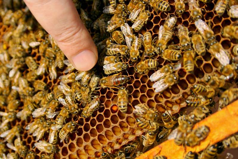 types of bees in a beehive queen bees