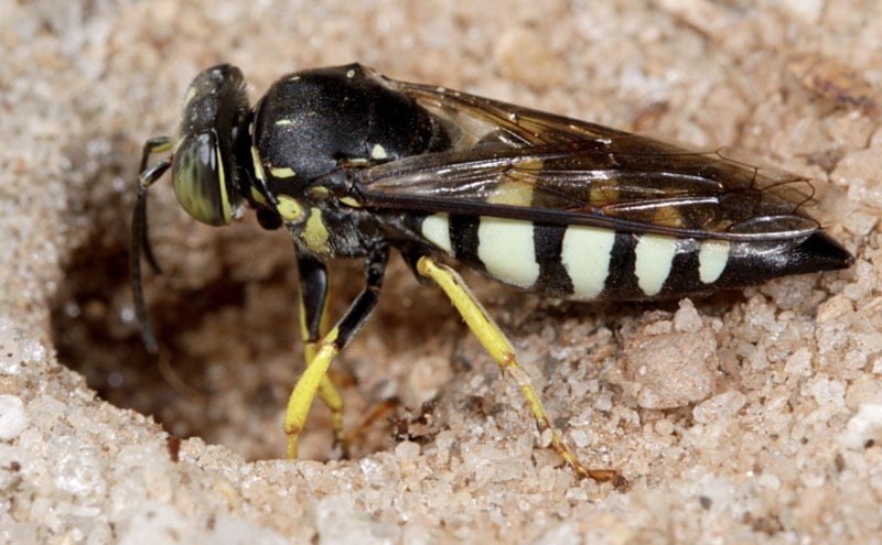 sand wasps