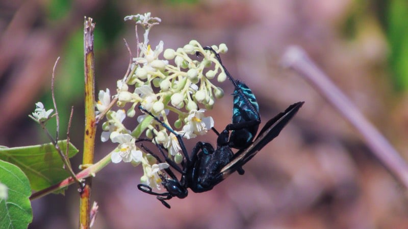 tarantula hawk wasps