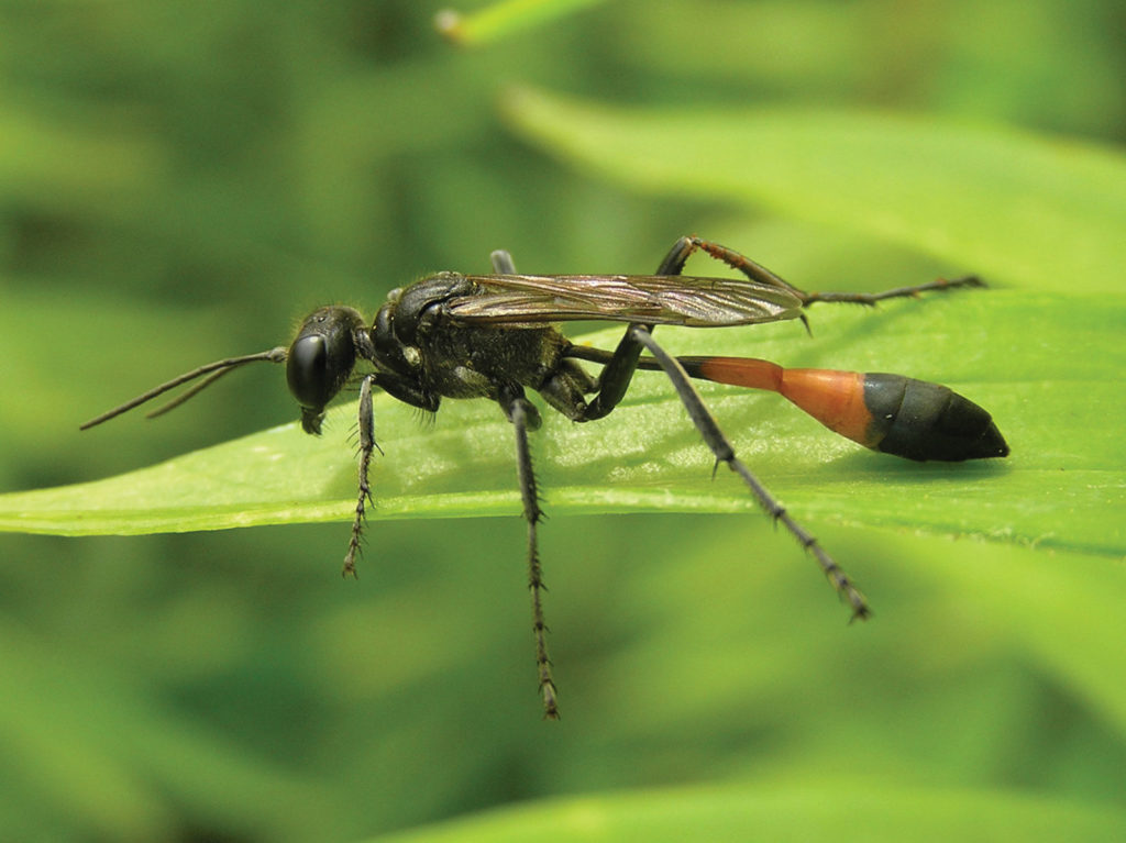 thread waisted wasps