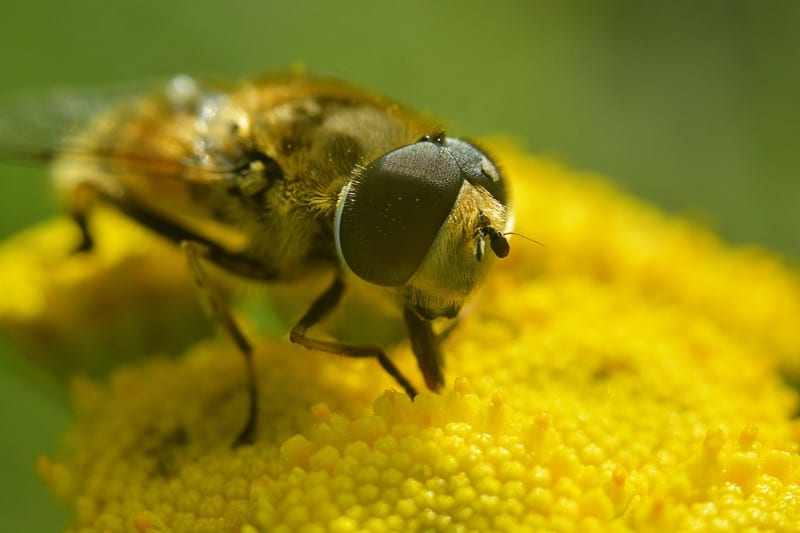 yellow faced bees