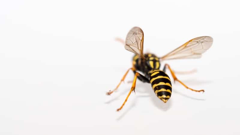 yellowjacket wasp