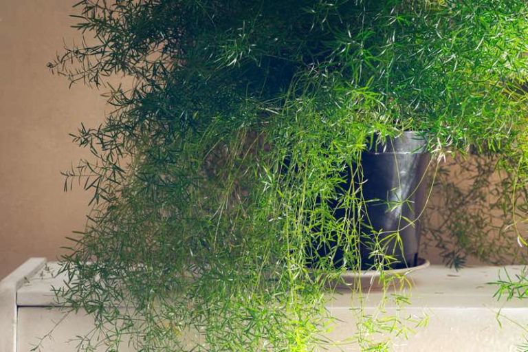 Plants For Bedroom 30 Best Bedroom Plants for Better Sleep