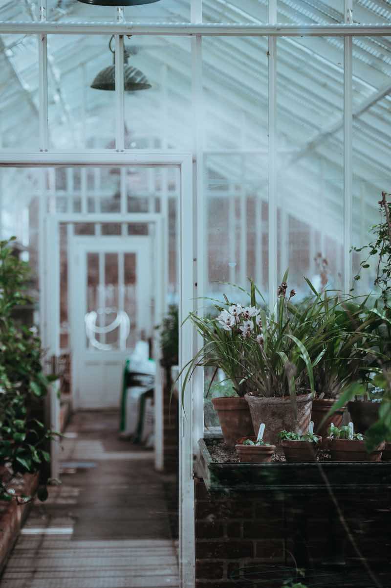 greenhouse with plants