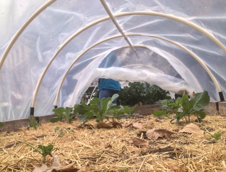 small greenhouse with plastic sheeting