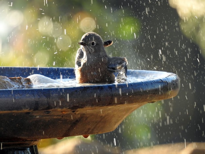 a brown bird bathing on a birdbath