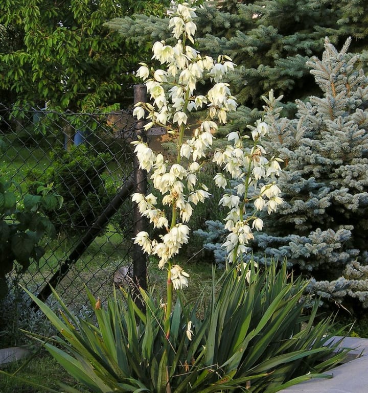 adams needle yucca filamentosa plant