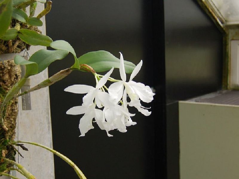 white aerial plants