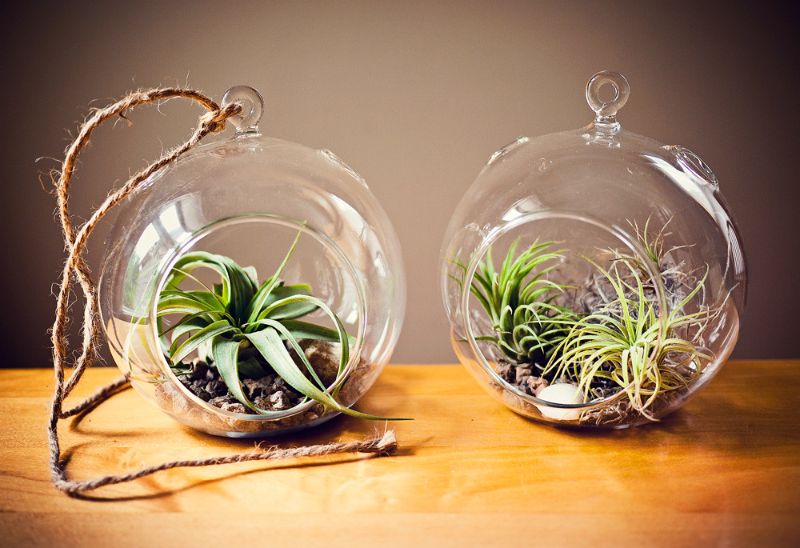 air plant bowls