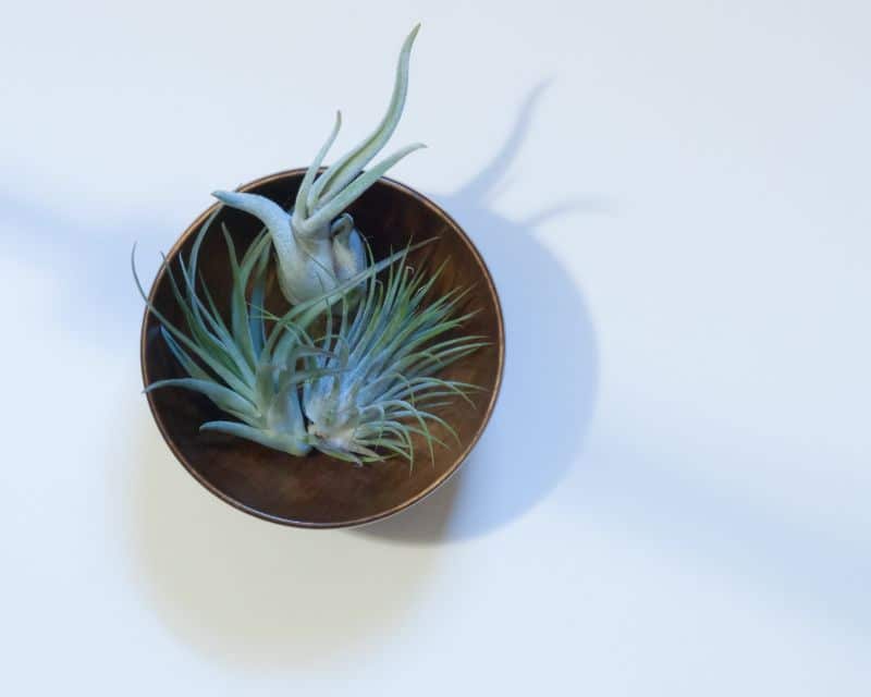 types of air plants