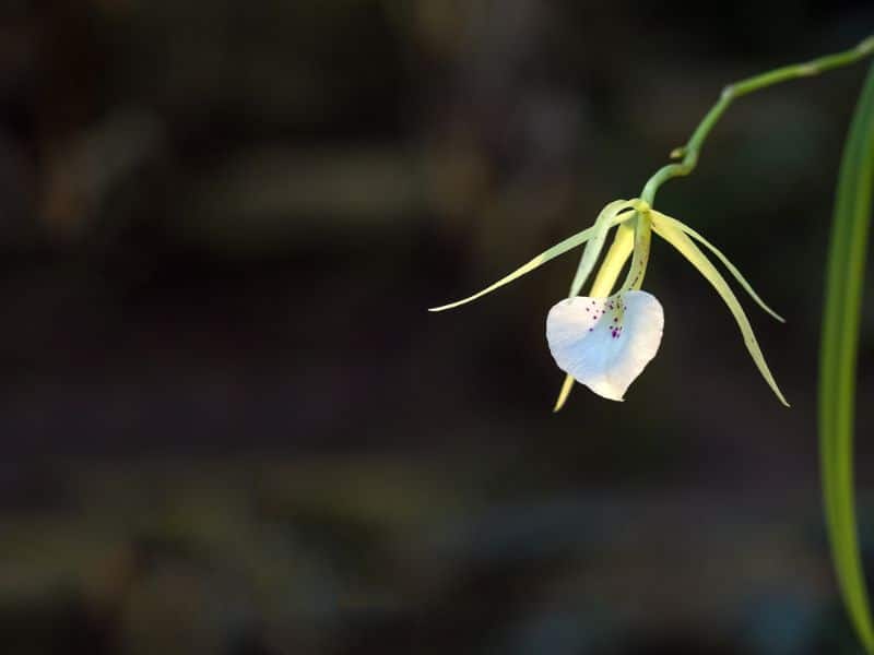 air plants for beginners