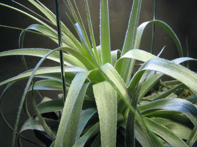 spider plant hanging