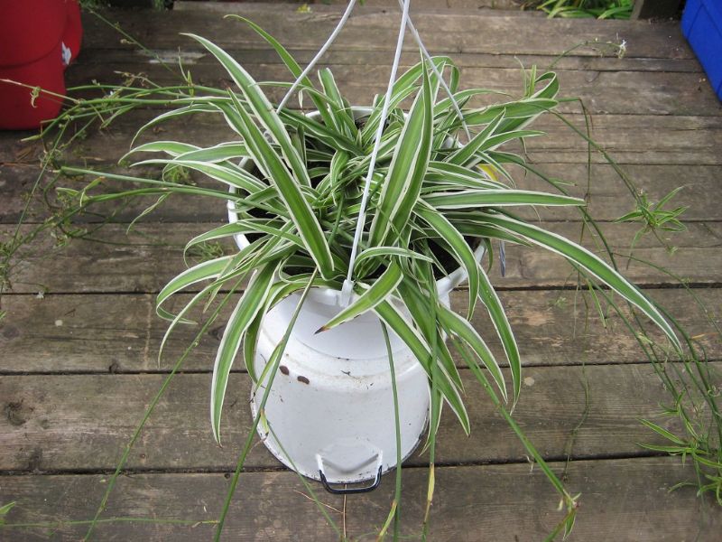 air purifying plants