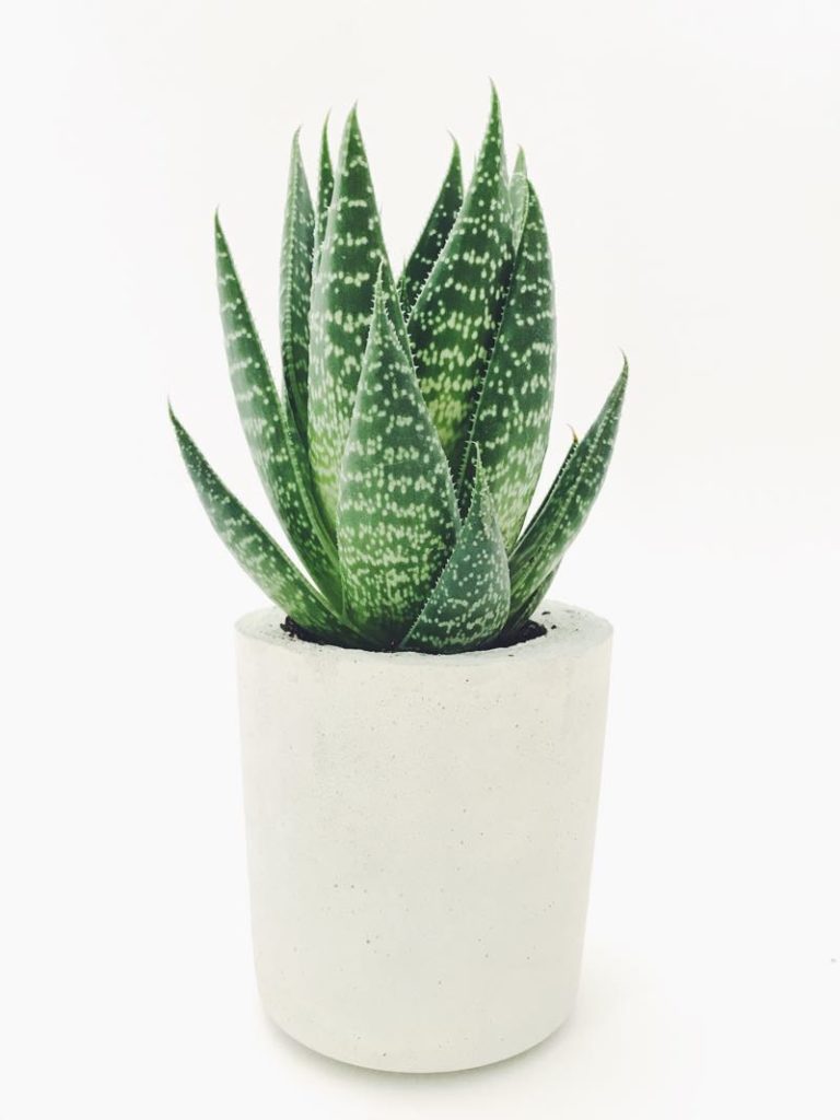 aloe vera plant for bedroom