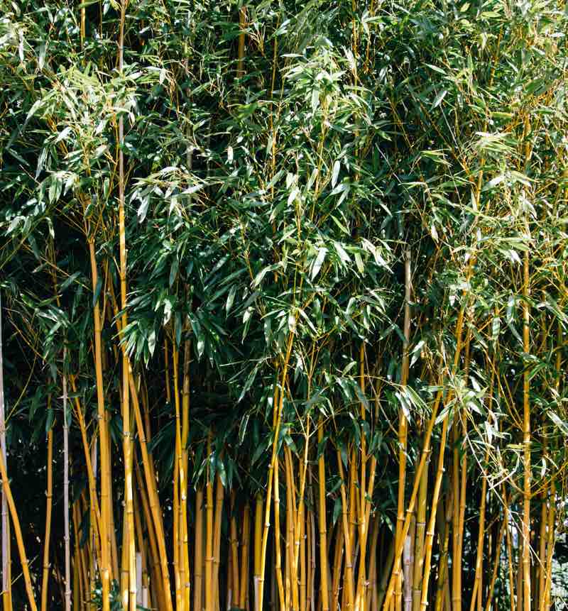 bamboo for zen garden