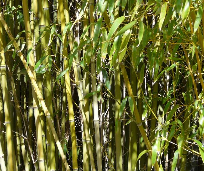 bamboo forest