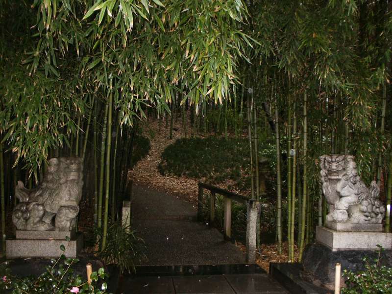 bamboo garden ideas
