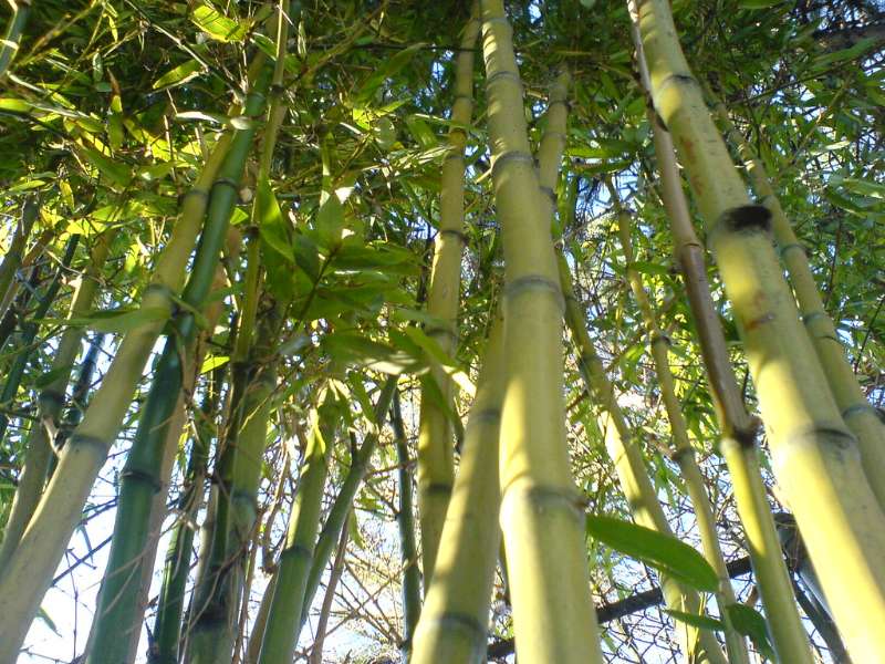 bamboo plant in forest