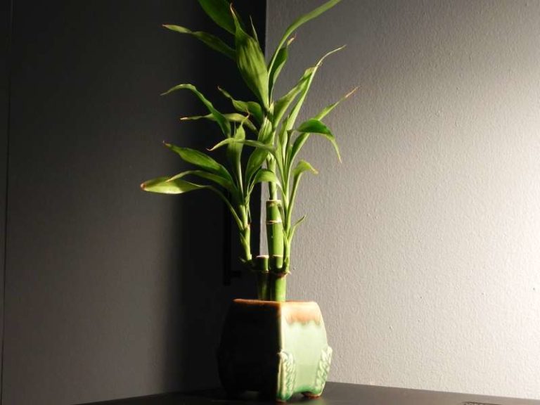 Bamboo Plants 101 How to Grow Happy Bamboo Plants Indoors