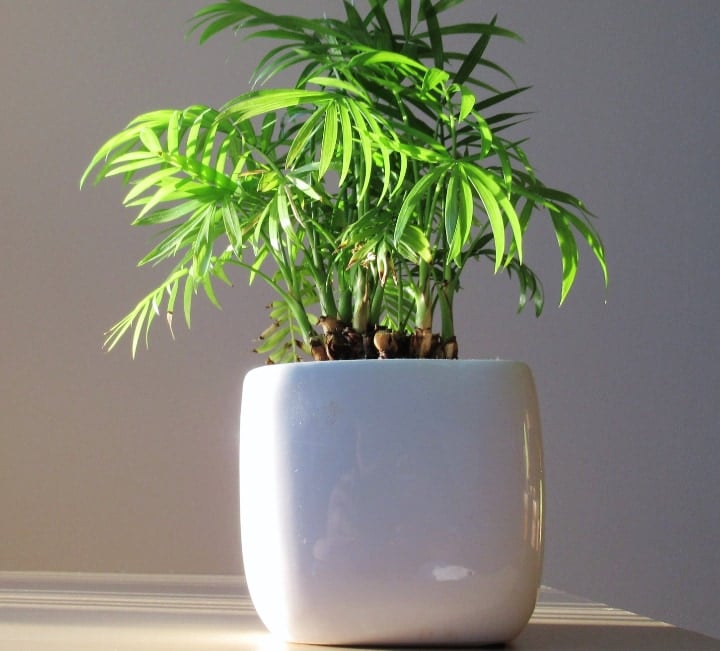 Bamboo Plants 101 How to Grow Happy Bamboo Plants Indoors