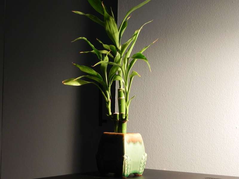 bamboo plant