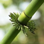 bamboo seedlings