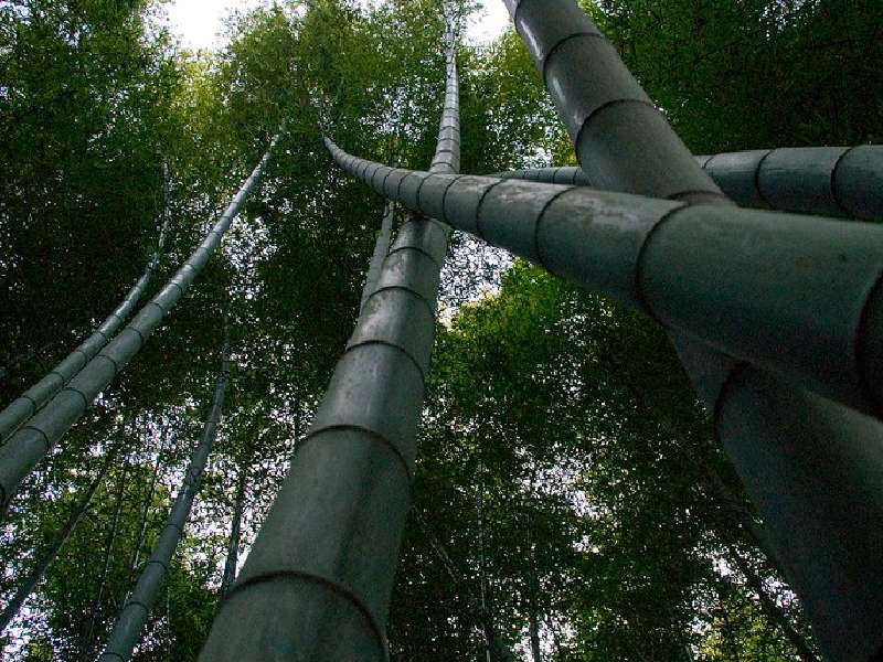 bamboo trees