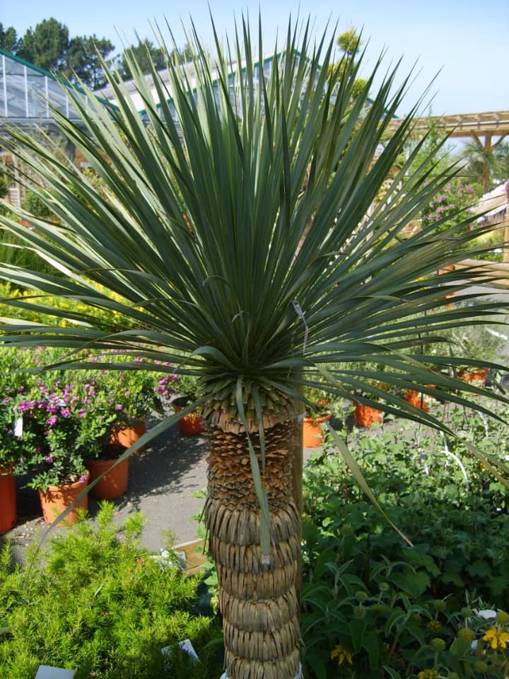 beaked yucca rostrata plant