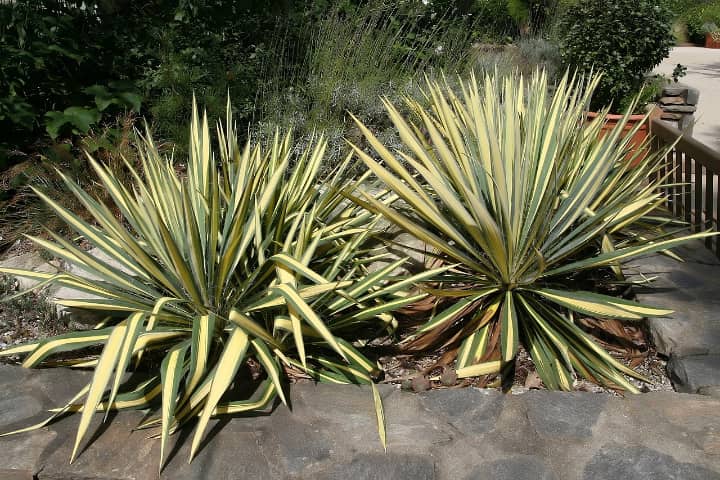 bear grass yucca filamentosa plant