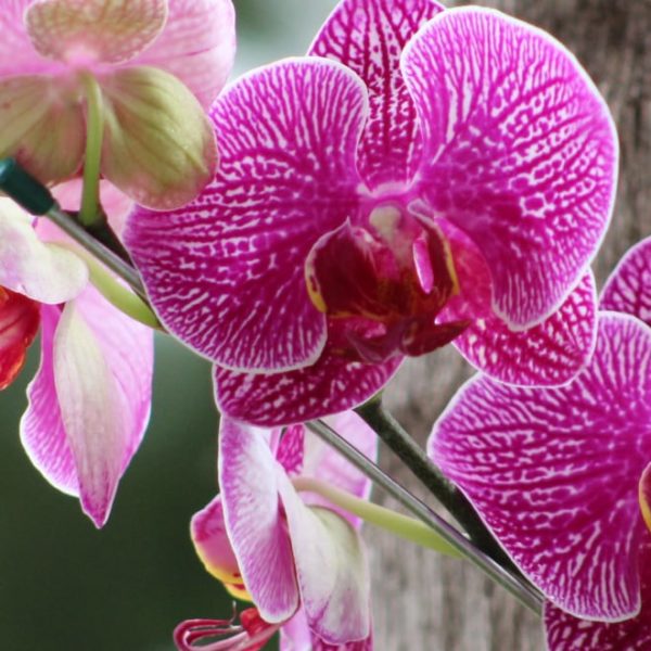 beautiful orchids