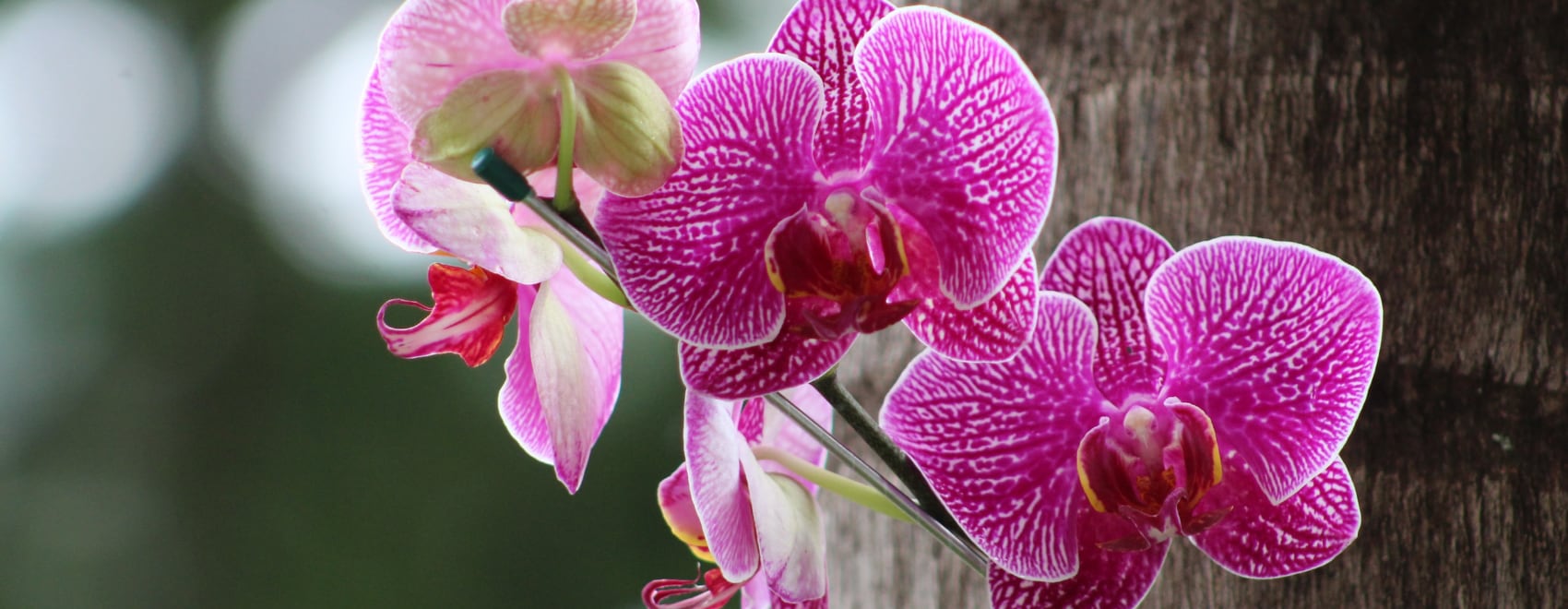 15 Best Air Plants How to Grow and Take Care of Them