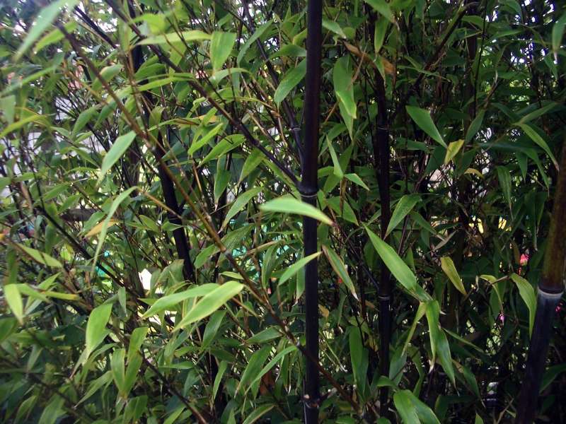 black bamboo indoor plant