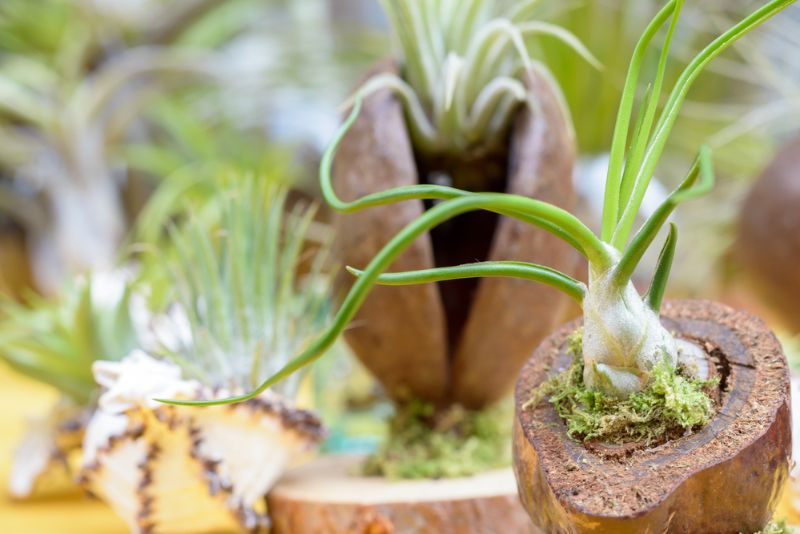 how to grow bulbosa air plant