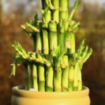 caring for bamboo plants