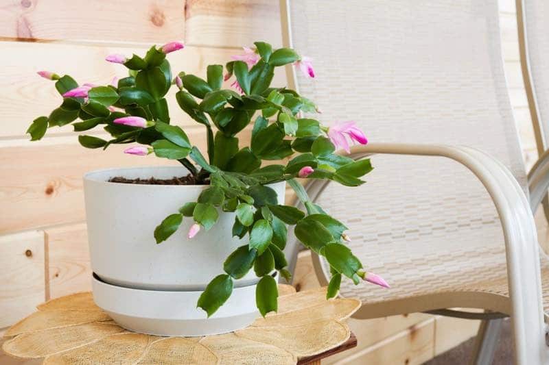 christmas cactus bedroom plant