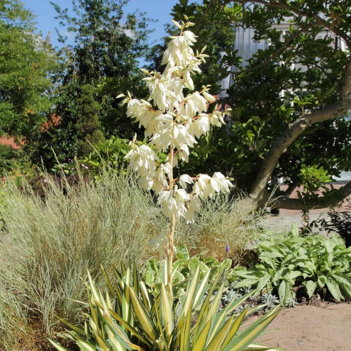 color guard yucca filamentosa