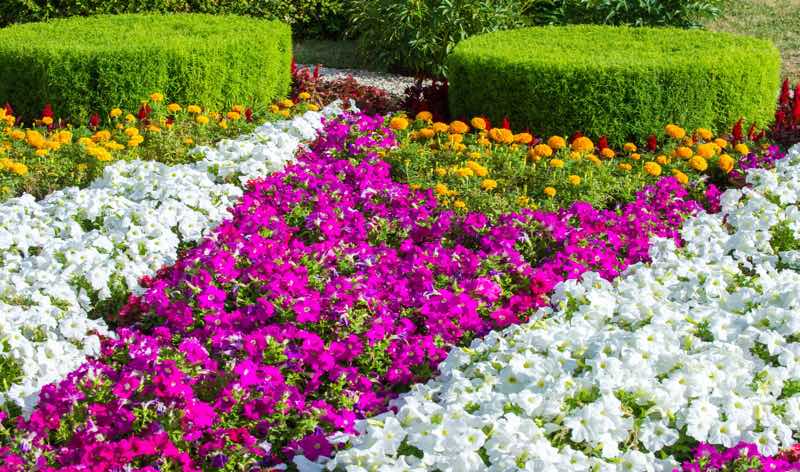 dubai flower garden