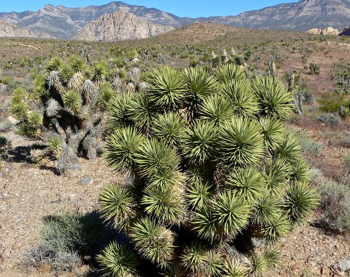 dwarf yucca breviforia joshua tree