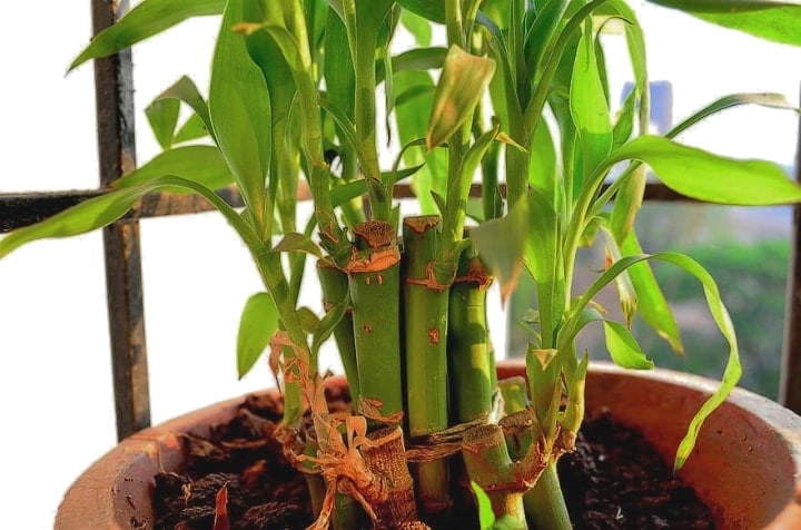 fertilizing the potted bamboo plant