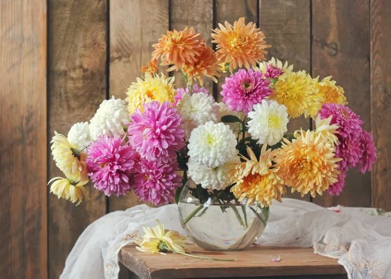 Plants For Bedroom 30 Best Bedroom Plants for Better Sleep