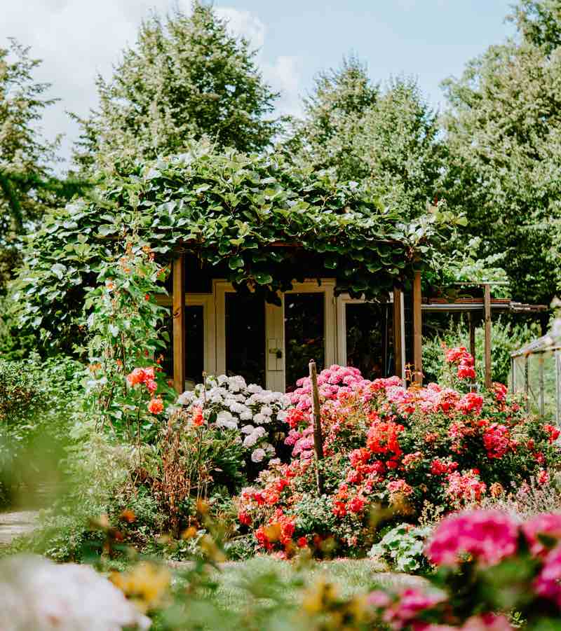 garden with flowers