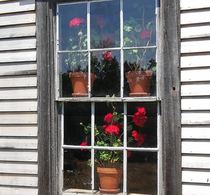 geraniums by the window