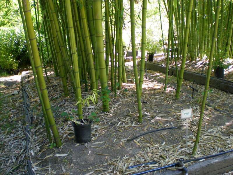 giant japanese timber