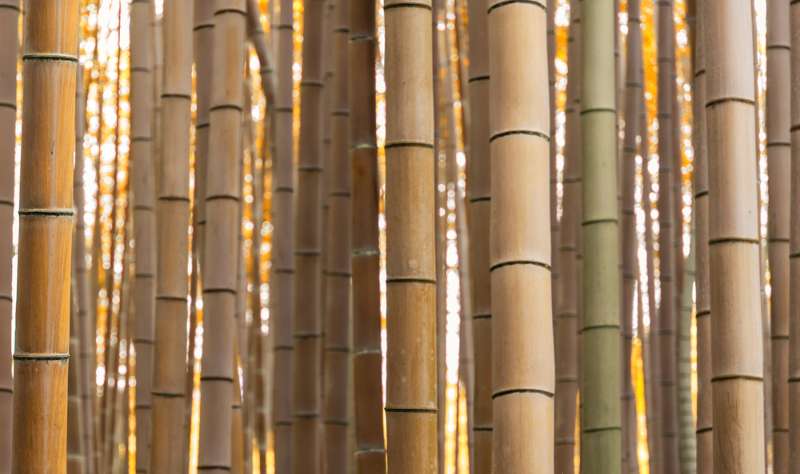 golden grove bamboo